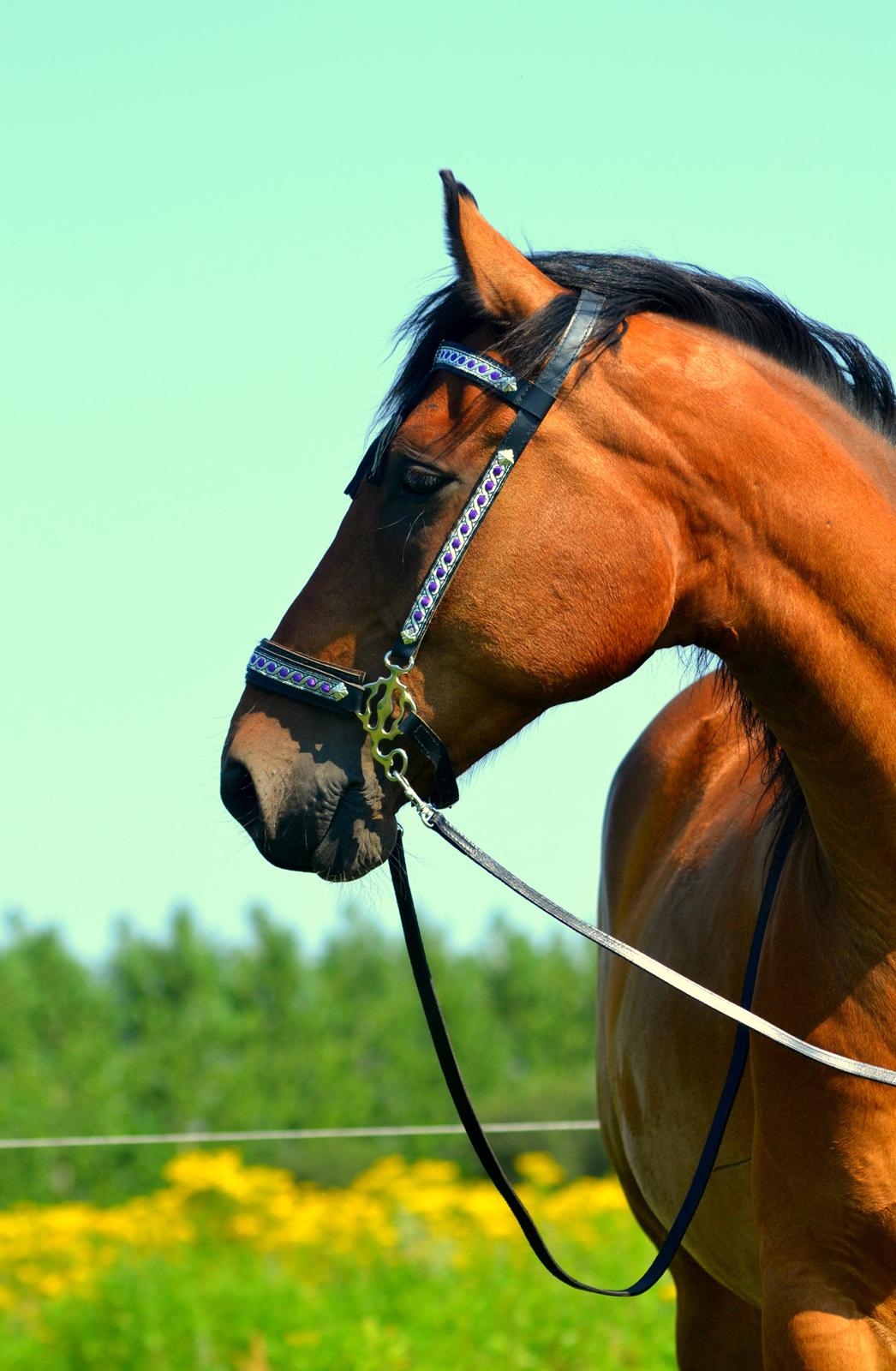 Anden særlig race Stauslykkes Le'Cato - © JW august 2012
Alle billeder er taget af June Wehlast. INGEN BILLEDER MÅ KOPIERES UDEN TILLADELSE OG UDEN BILLEDETEKST MED FOTOGRAF JUNE WEHLAST. billede 3