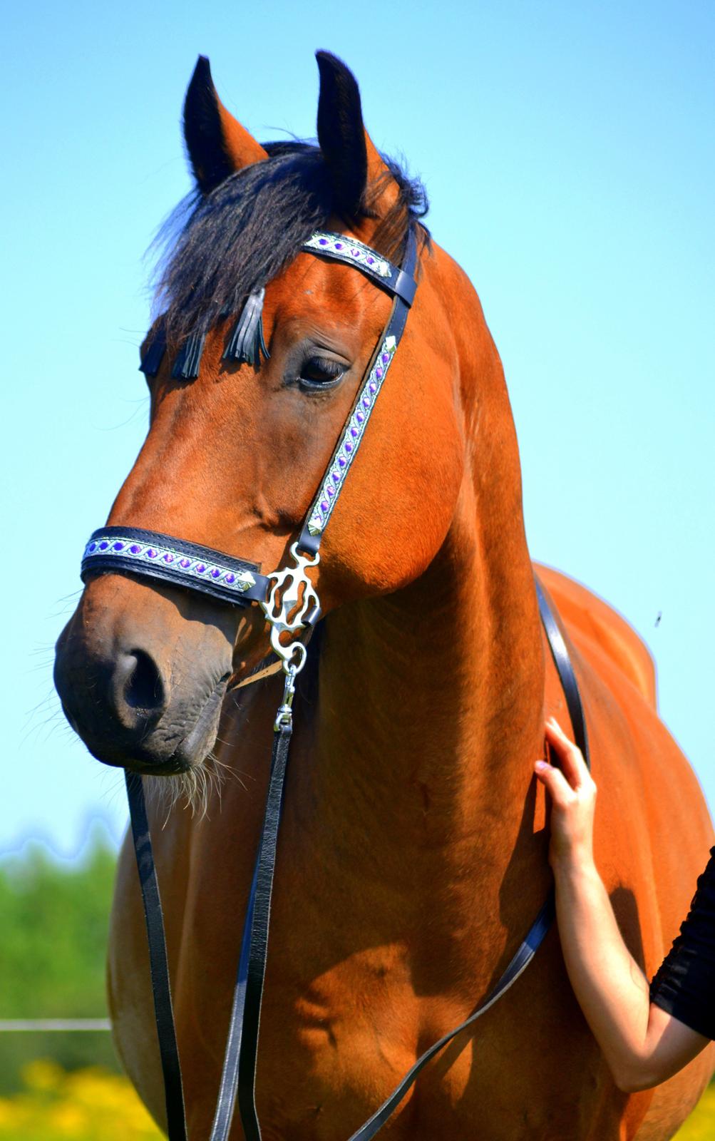 Anden særlig race Stauslykkes Le'Cato - © JW august 2012
Alle billeder er taget af June Wehlast. INGEN BILLEDER MÅ KOPIERES UDEN TILLADELSE OG UDEN BILLEDETEKST MED FOTOGRAF JUNE WEHLAST. billede 2