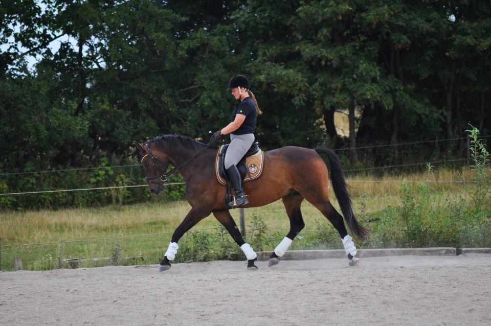 Dansk Varmblod Stald Mejses Cordell - d. 14 august 2012, Taget af Line Børner billede 18