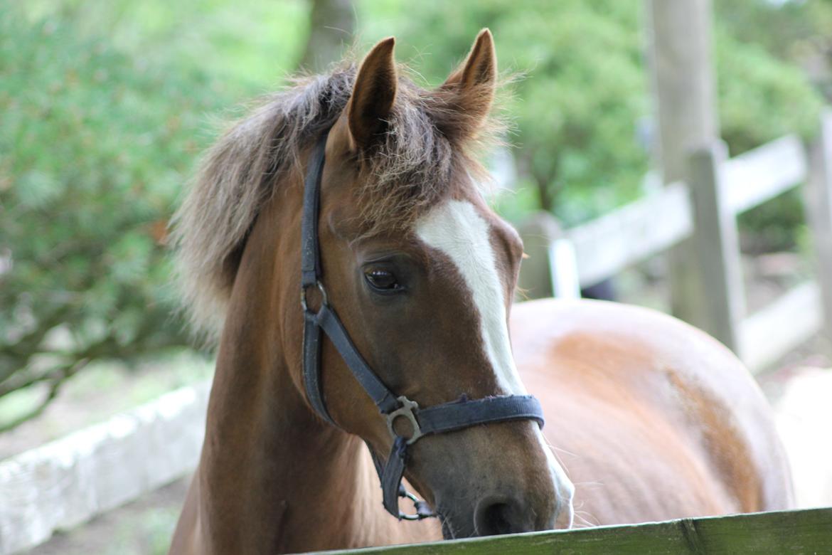 Anden særlig race Røde/Taz - Vores smukke basse :) billede 18