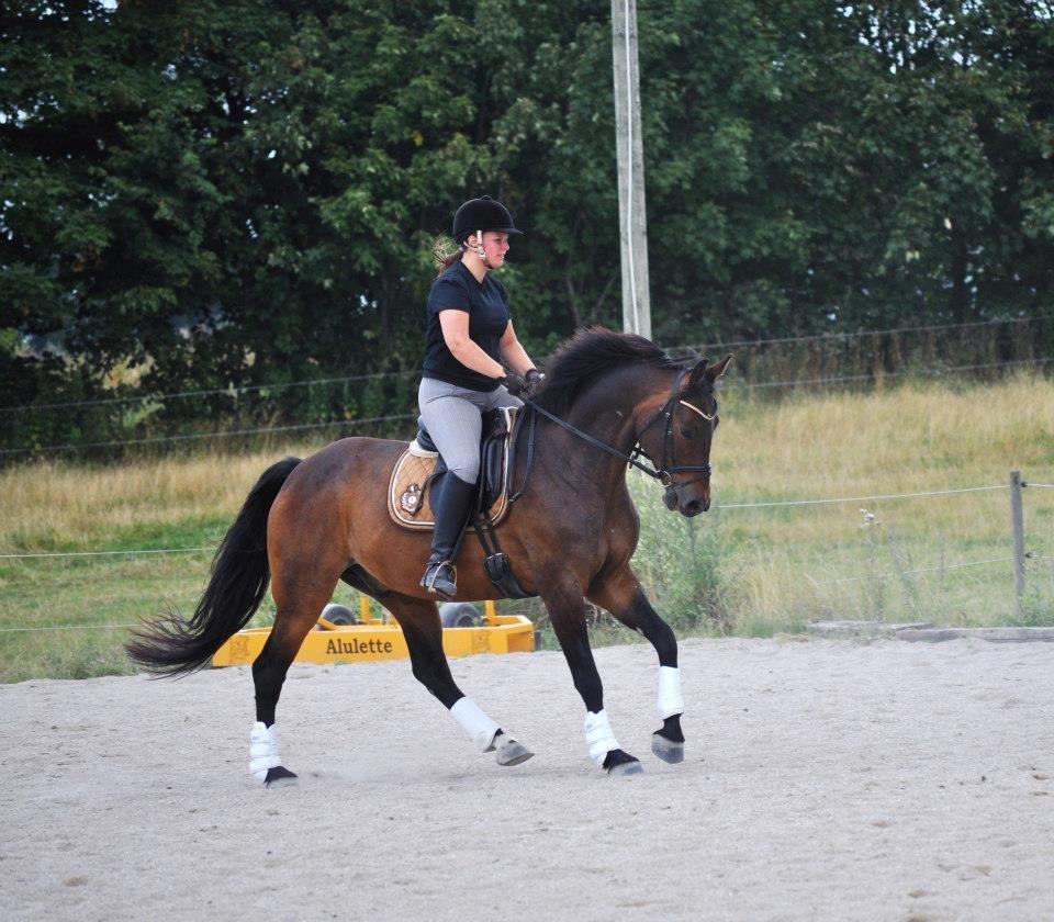 Dansk Varmblod Stald Mejses Cordell - d. 14 august 2012, Taget af Line Børner billede 20