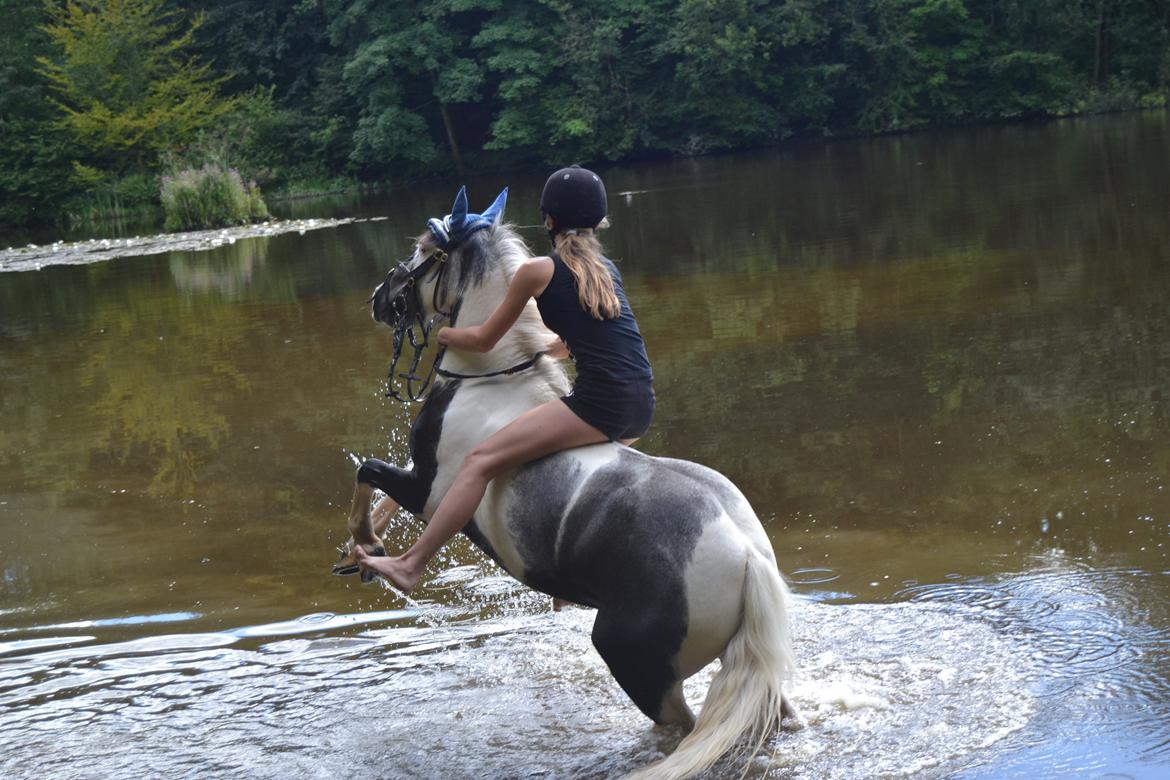 Pinto Zafir - Den næste der siger til at at du BARE er en hest,
 er BARE en ven!

Foto: Anna Nygaard <3 billede 2