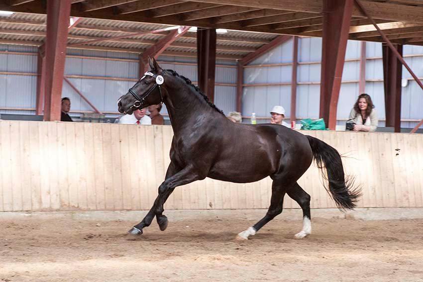 Oldenborg Tulle Engholm - Tulle til Hoppe Kårring 2012 billede 11