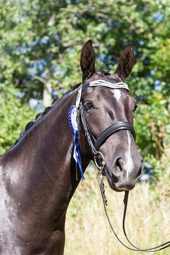 Oldenborg Tulle Engholm billede 18