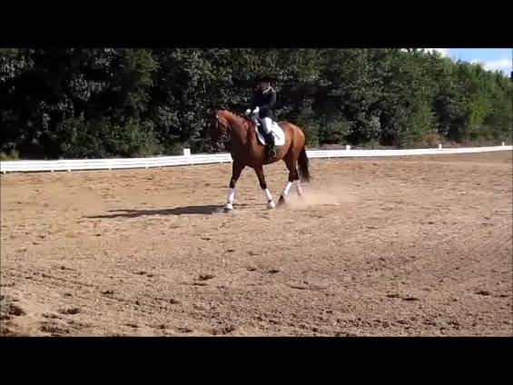 Anden særlig race Gypsy Bally - Mig og stjernen i LA1 :-) billede 6