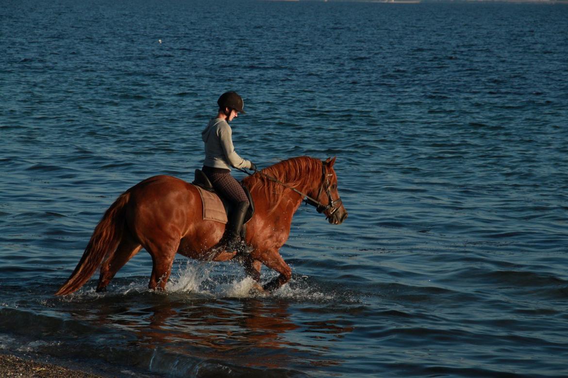 Welsh Cob (sec D) Valhallas Lord Matrafal - Matti ude og soppe lidt august 2012.  billede 17