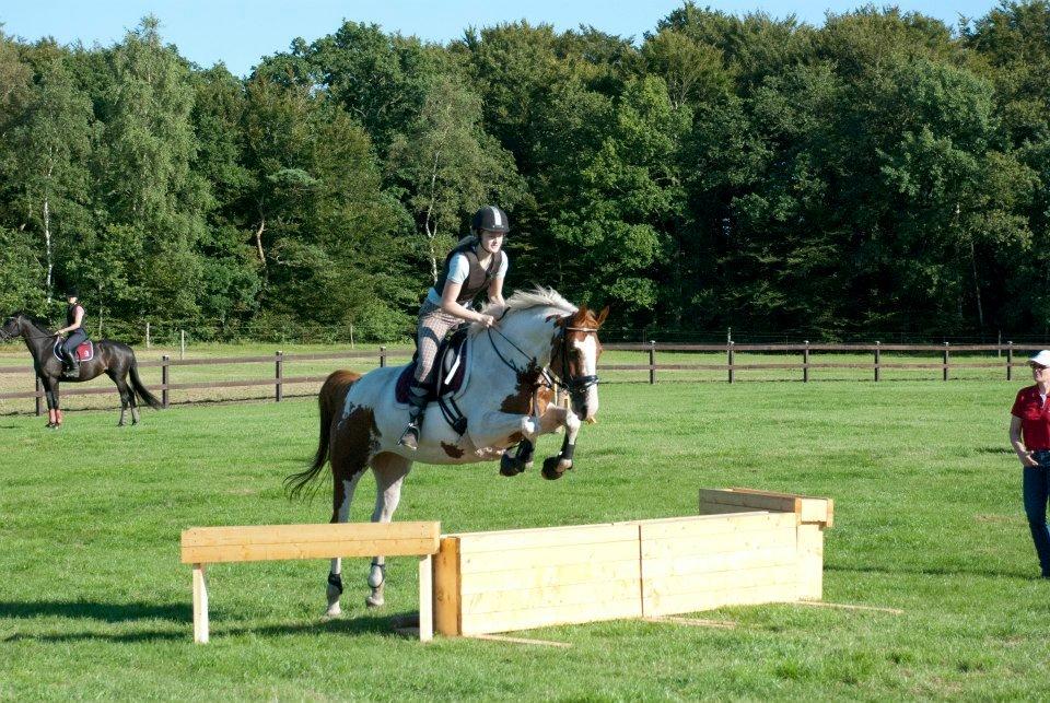 Anden særlig race Jasmin - jeg er så stolt over at Jasmin har mod på at springe springet i sidste ende på trods af alle mine rytterfejl. Jeg er så stolt og har i virkeligheden fået den bedste hest der redder min røv, gang på gang.. Jeg elsker hende <3 billede 2