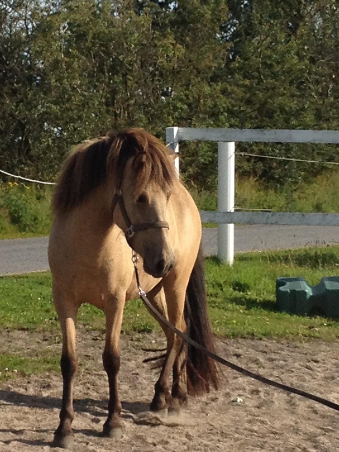 Islænder Disa fra Bøgvad billede 8
