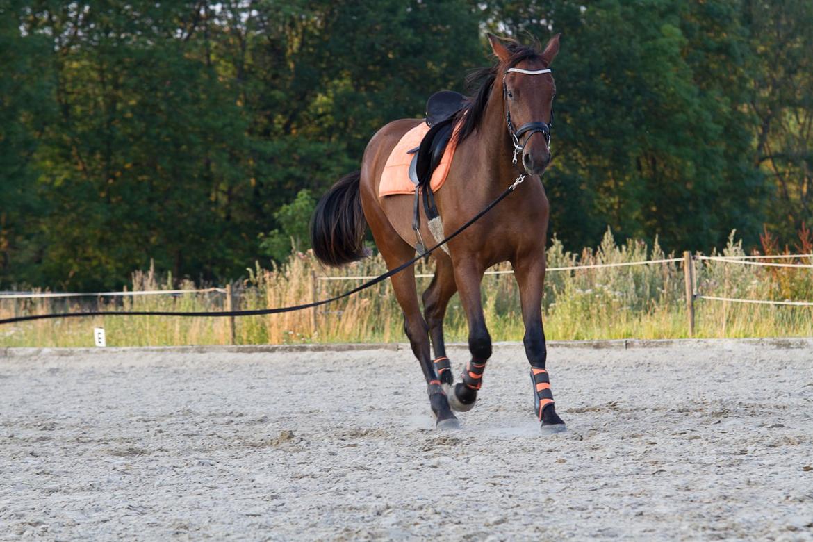 Dansk Varmblod Monty af Dandanell *SOLGT* - Den smukke store hest billede 6