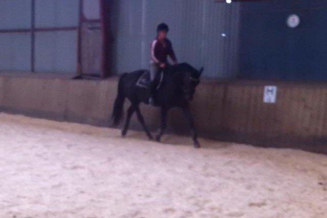 Knabstrupper Bendorff's Bella billede 9