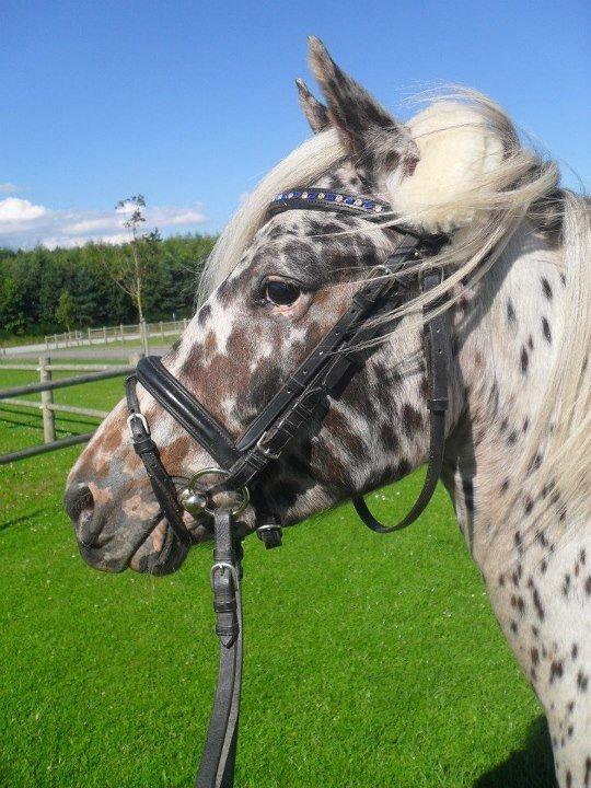 Knabstrupper Rughvens Flint billede 1