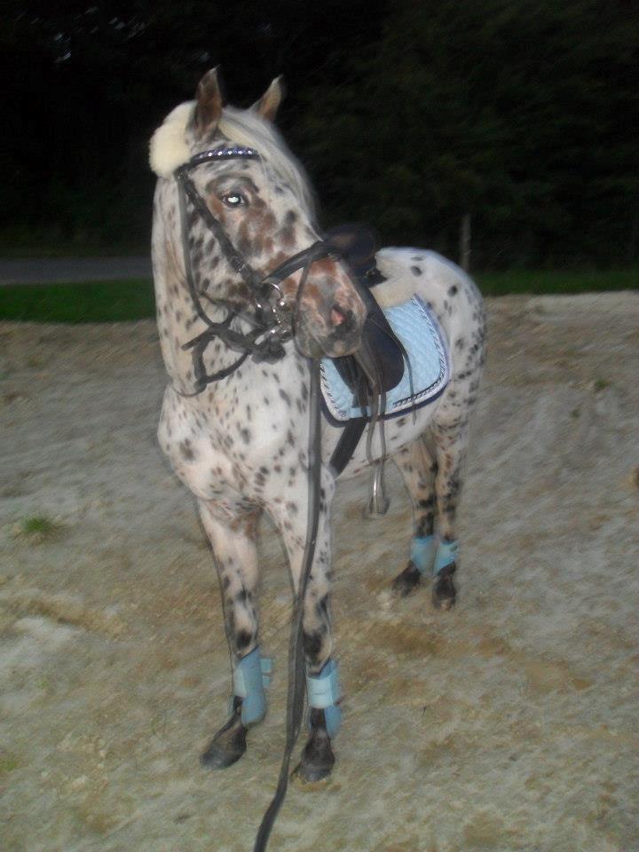 Knabstrupper Rughvens Flint billede 13