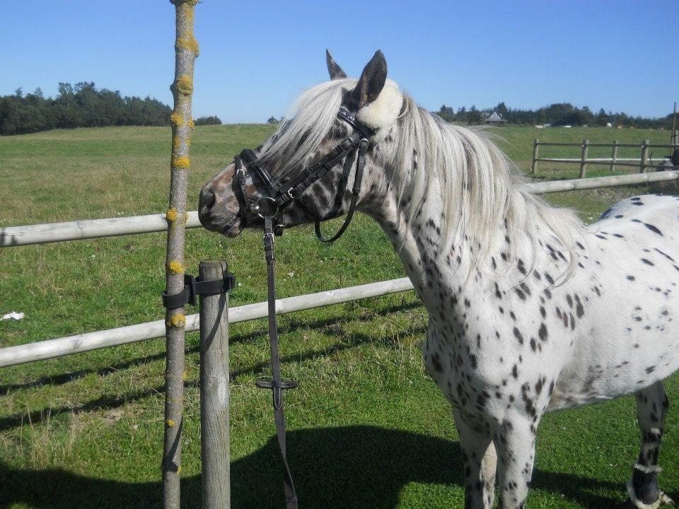 Knabstrupper Rughvens Flint billede 4
