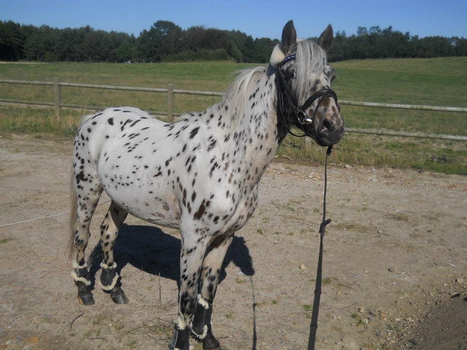 Knabstrupper Rughvens Flint billede 6