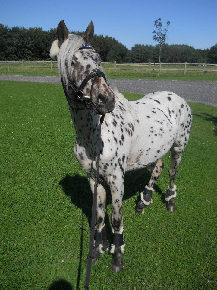 Knabstrupper Rughvens Flint billede 7