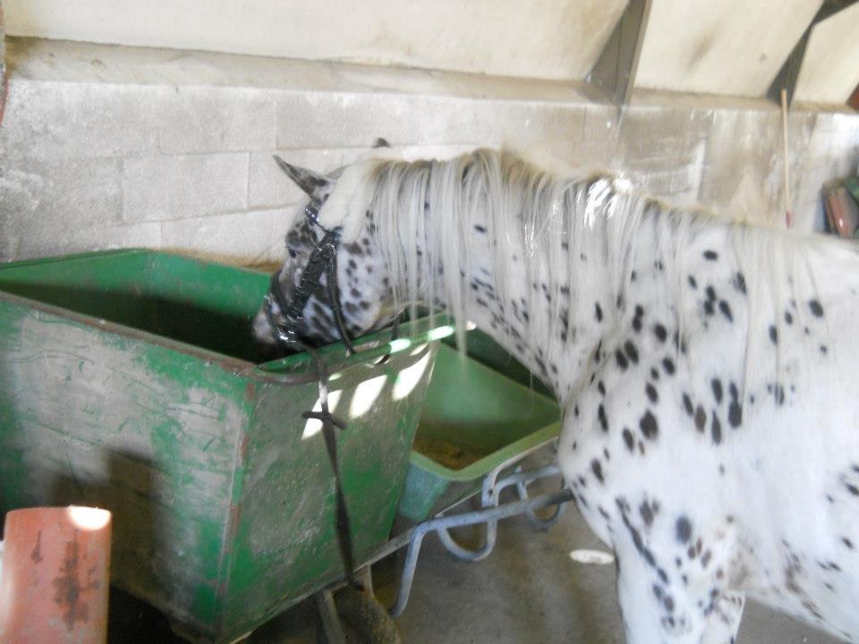 Knabstrupper Rughvens Flint billede 9