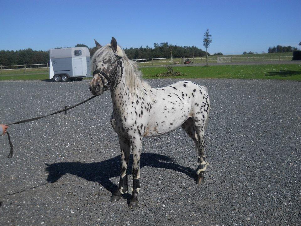 Knabstrupper Rughvens Flint billede 10