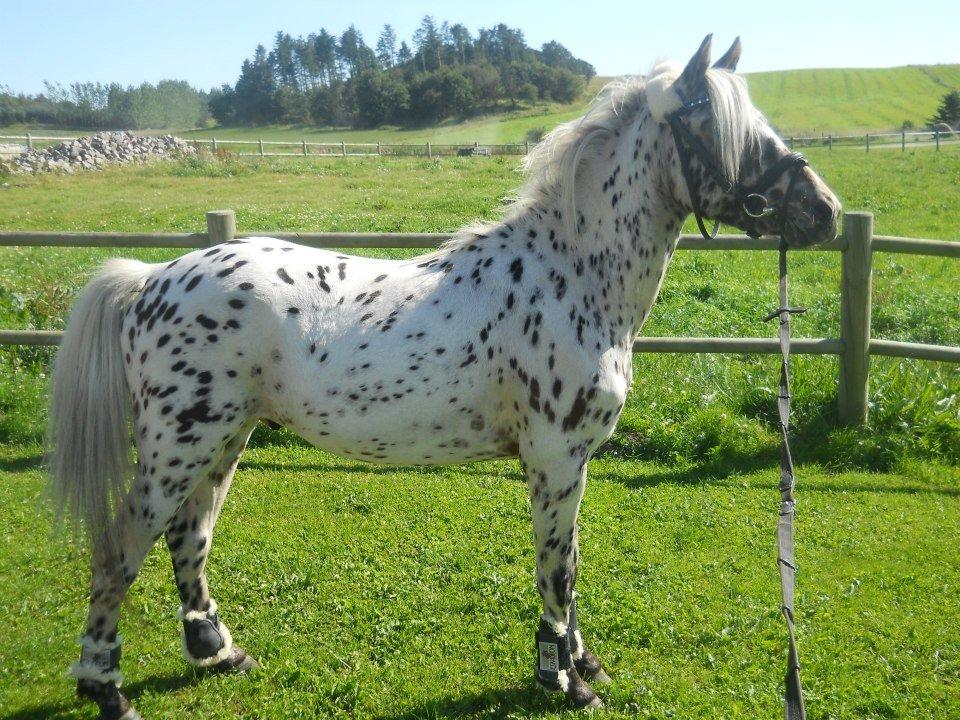 Knabstrupper Rughvens Flint billede 5