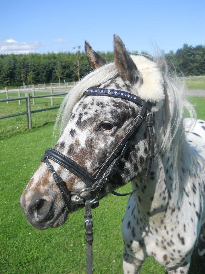 Knabstrupper Rughvens Flint billede 11