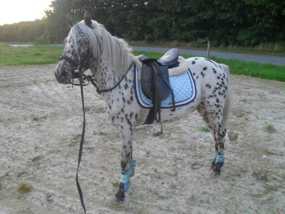 Knabstrupper Rughvens Flint billede 14