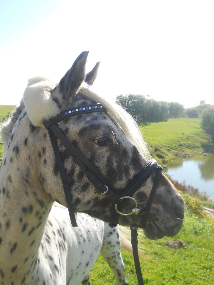 Knabstrupper Rughvens Flint billede 15