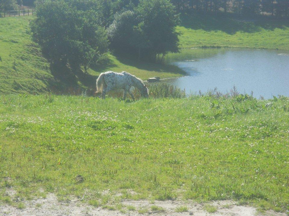 Knabstrupper Rughvens Flint billede 16