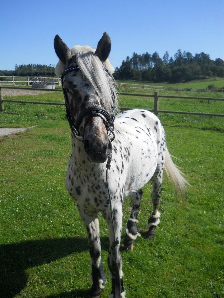 Knabstrupper Rughvens Flint billede 17