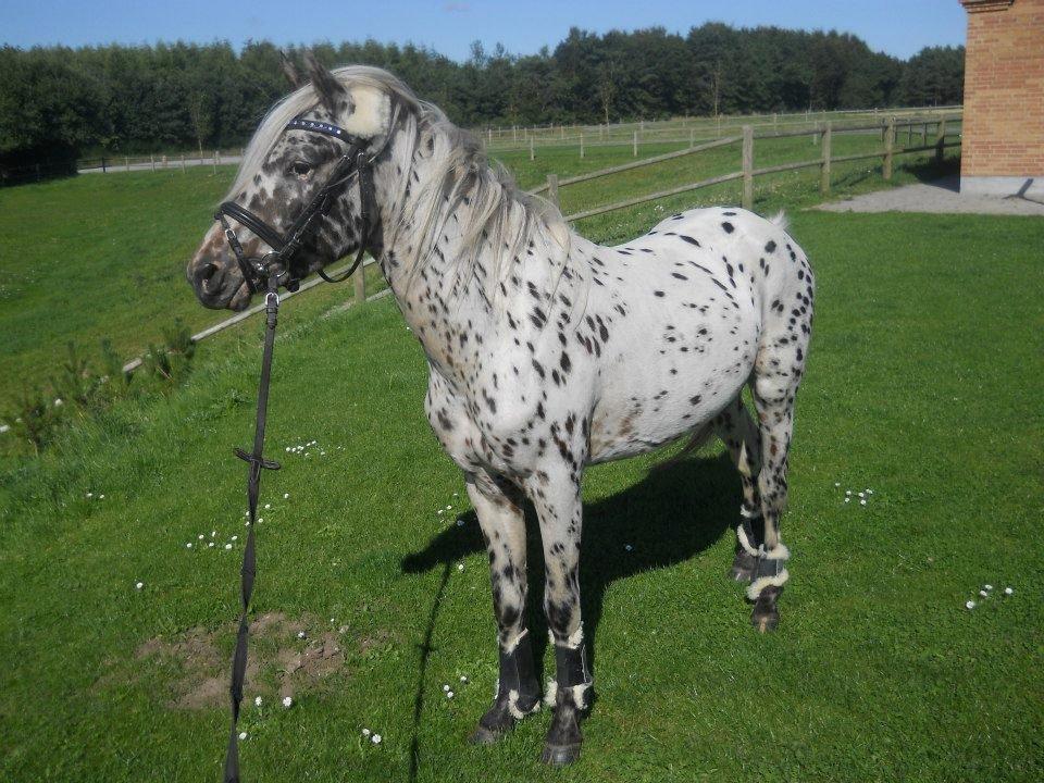 Knabstrupper Rughvens Flint billede 18