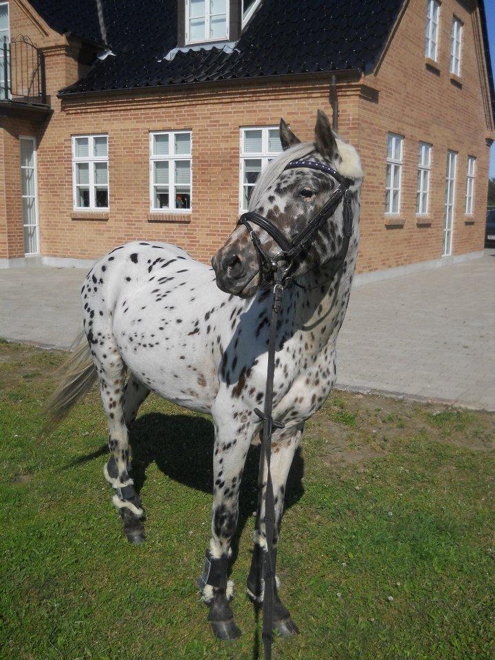 Knabstrupper Rughvens Flint billede 2