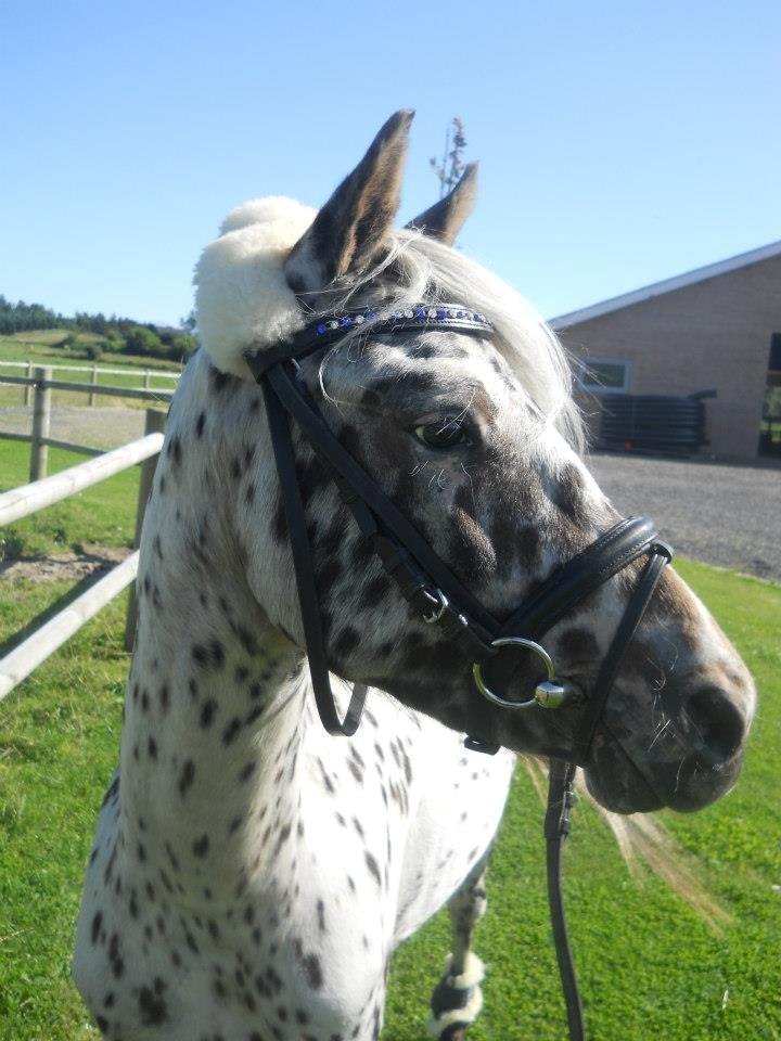 Knabstrupper Rughvens Flint billede 19