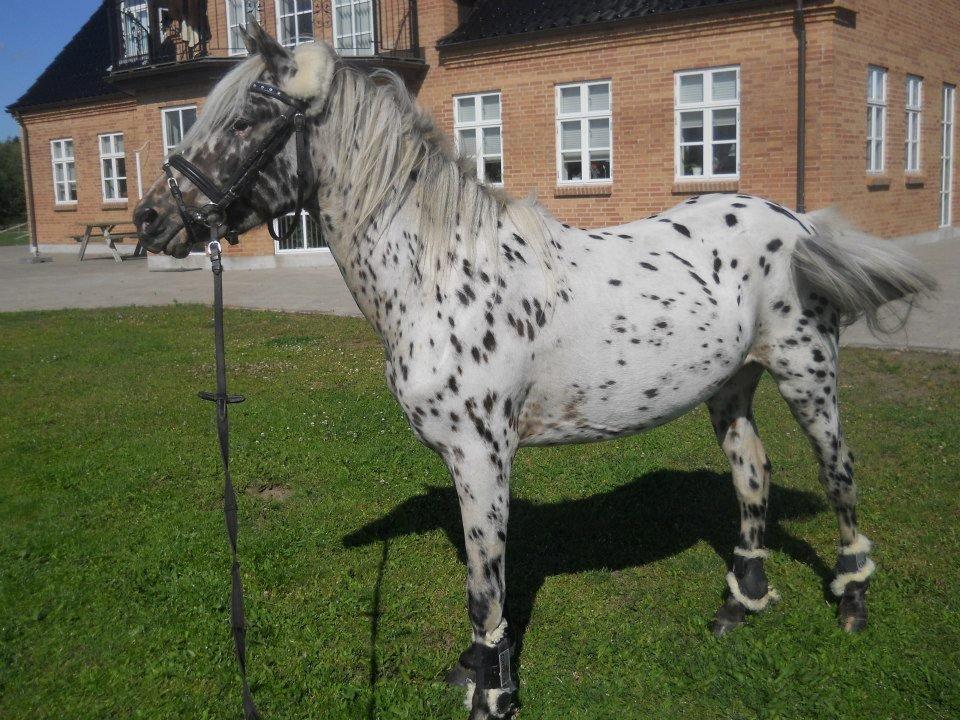 Knabstrupper Rughvens Flint billede 12