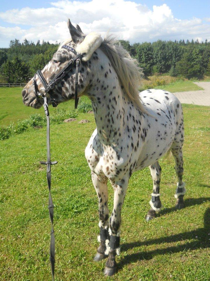 Knabstrupper Rughvens Flint billede 8