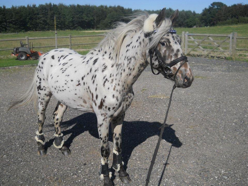 Knabstrupper Rughvens Flint billede 20