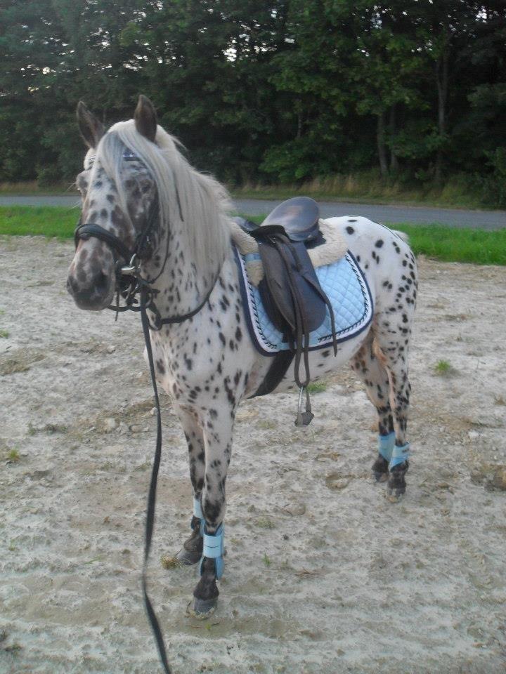 Knabstrupper Rughvens Flint billede 3