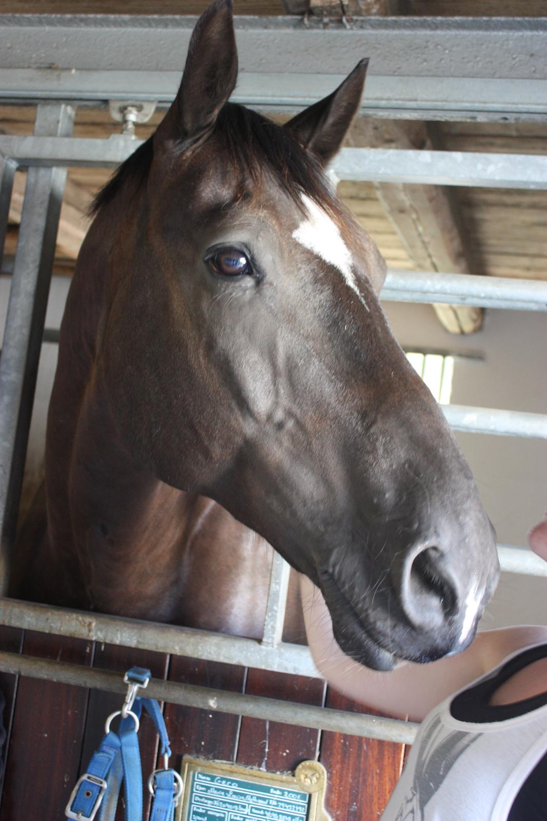 Schweres Warmblut Gero - Smukke Gero
d.14.08.12 - Lama billede 3