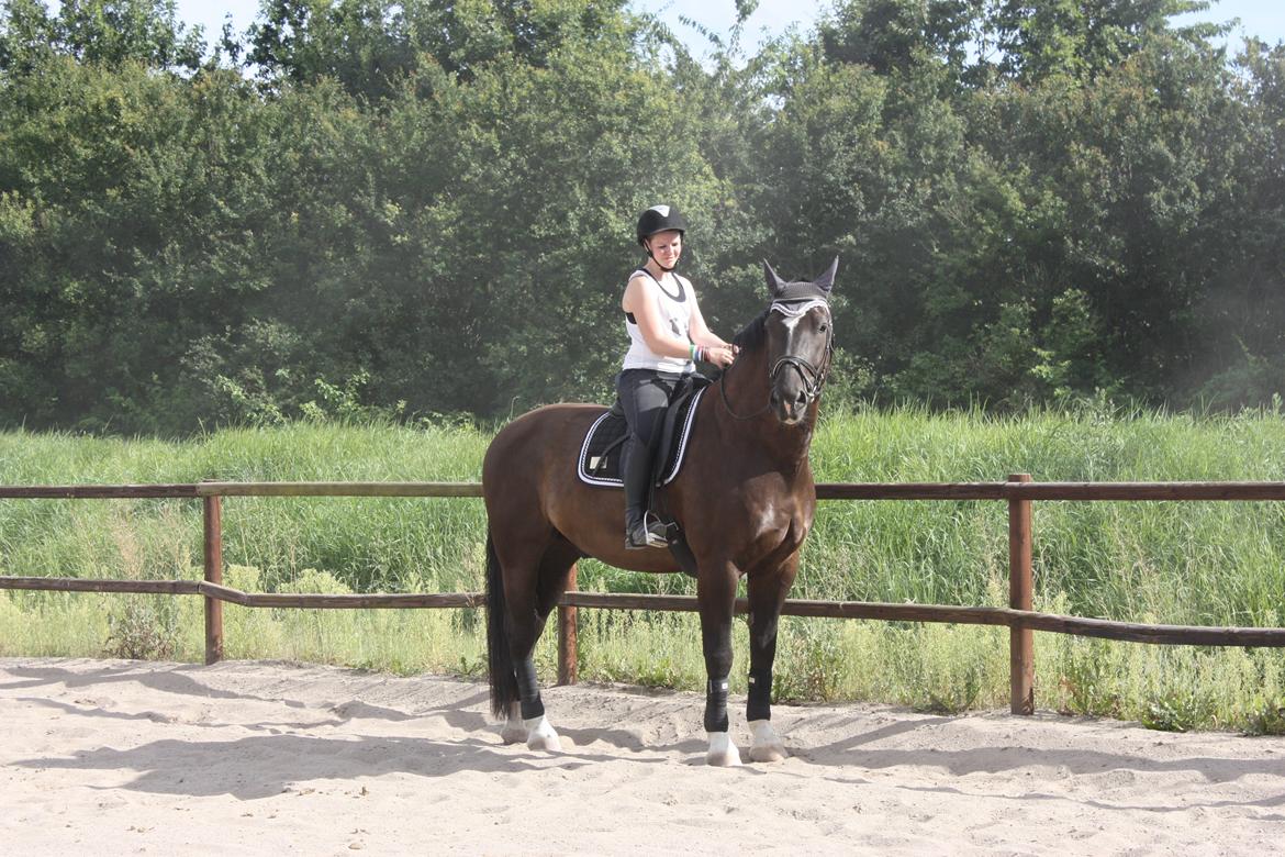 Schweres Warmblut Gero - Fik øje på noget spændende.
d.14.08.12 - Lama billede 4