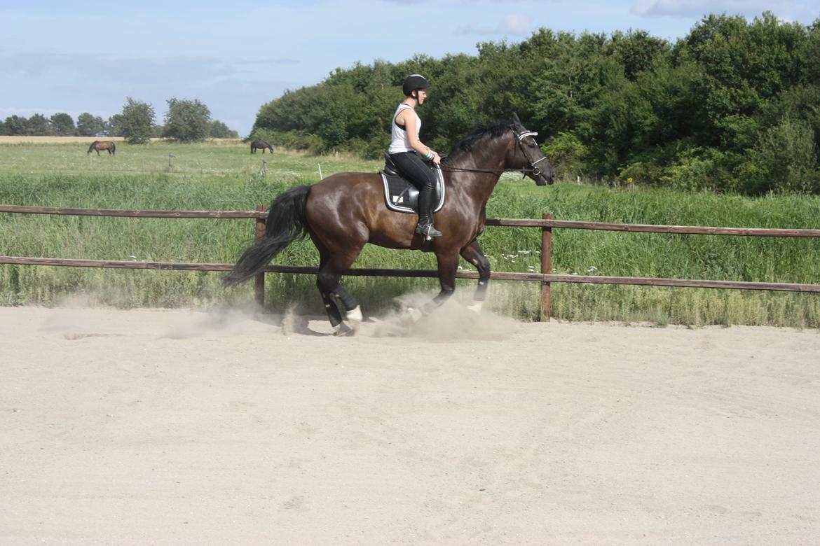 Schweres Warmblut Gero - jiiihaa xD Fuld hoppebold's galop :D 
d.14.08.12 - Lama billede 6