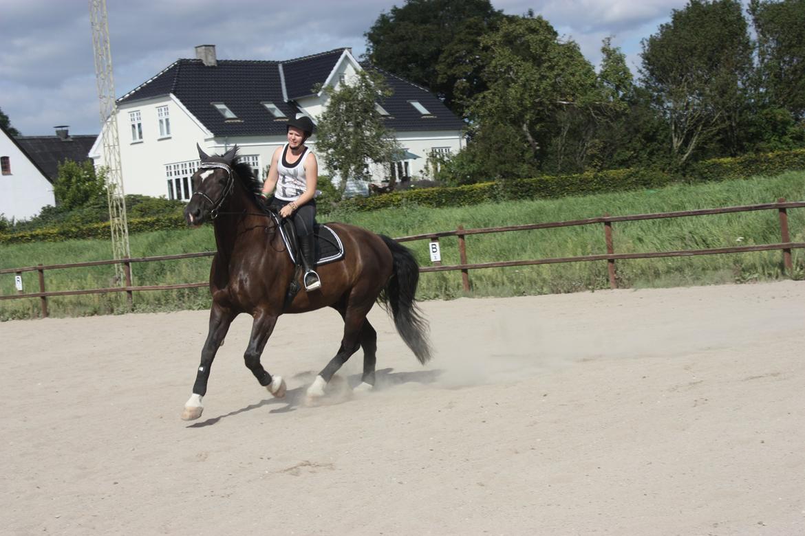 Schweres Warmblut Gero - Nom nom <3 den lille hoppebold :D 
d.14.08.12 - Lama billede 7