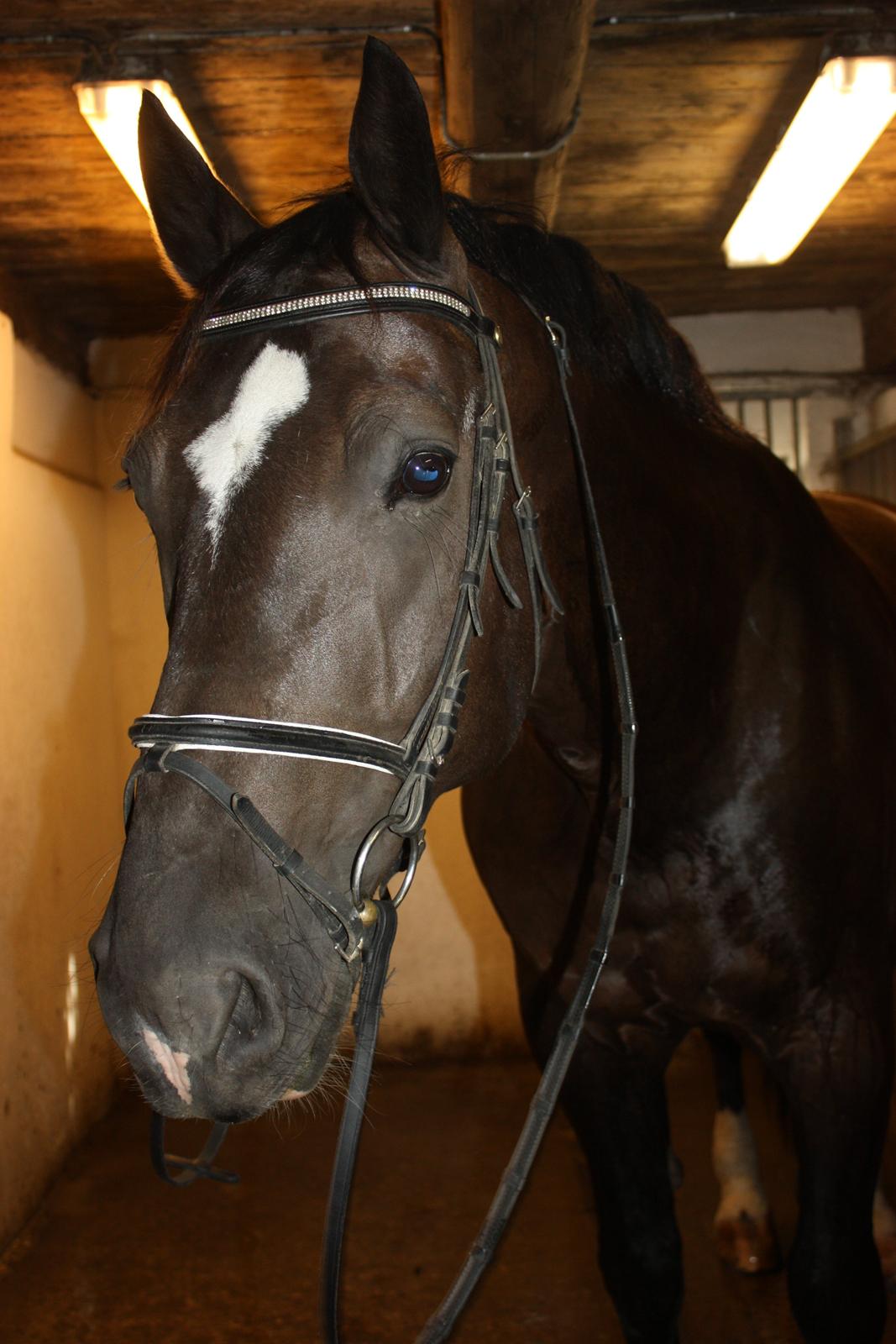 Schweres Warmblut Gero - Efter ridning :) Før et velfortjent bad :)
d.14.08.12 - Lama billede 10