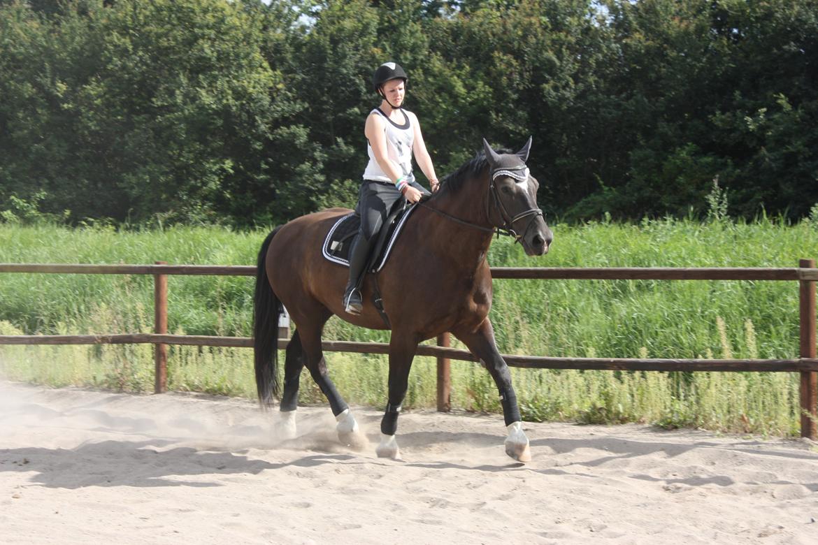 Schweres Warmblut Gero - Lækker trav <3 
d.14.08.12 - Lama billede 11