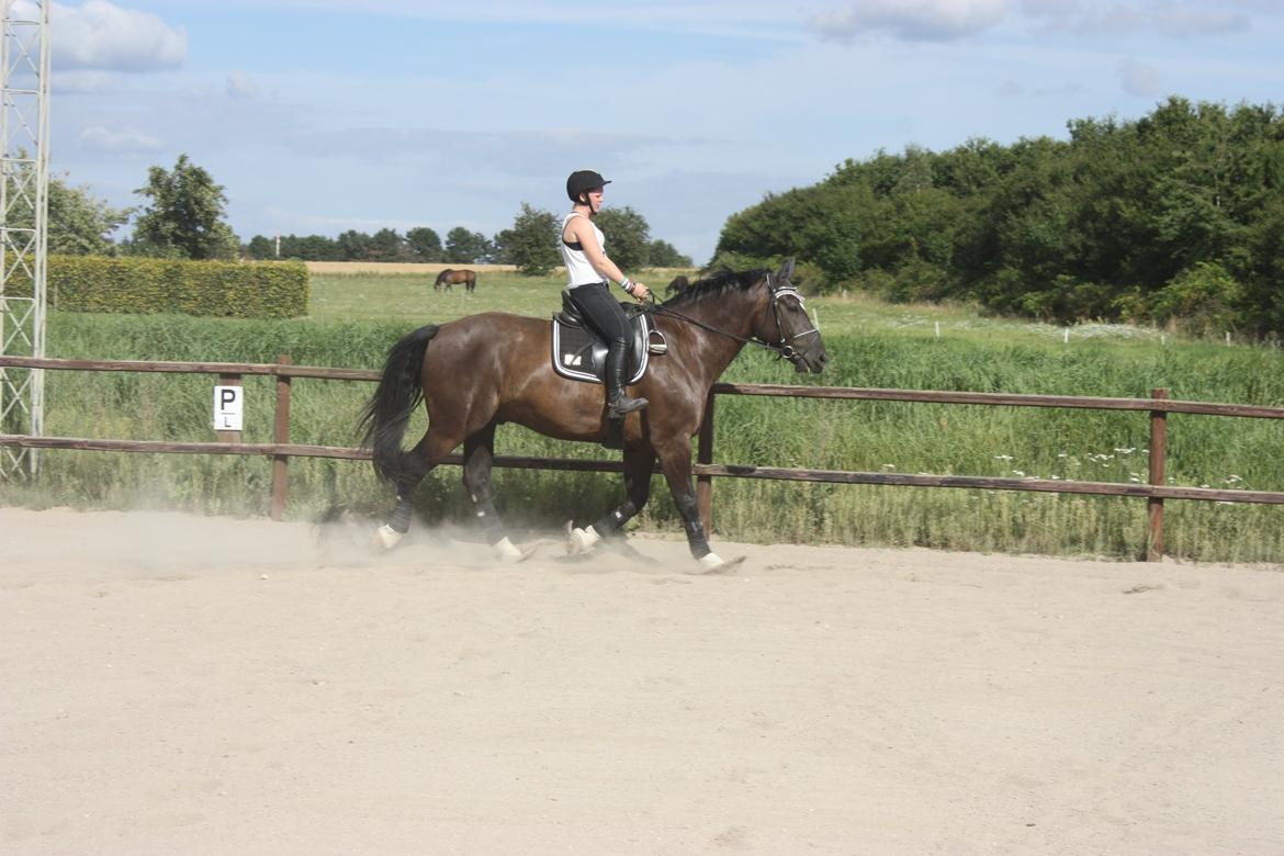 Schweres Warmblut Gero - AV mine ben XD Han er svært at sidde ned på :)
d.14.08.12 - Lama billede 12