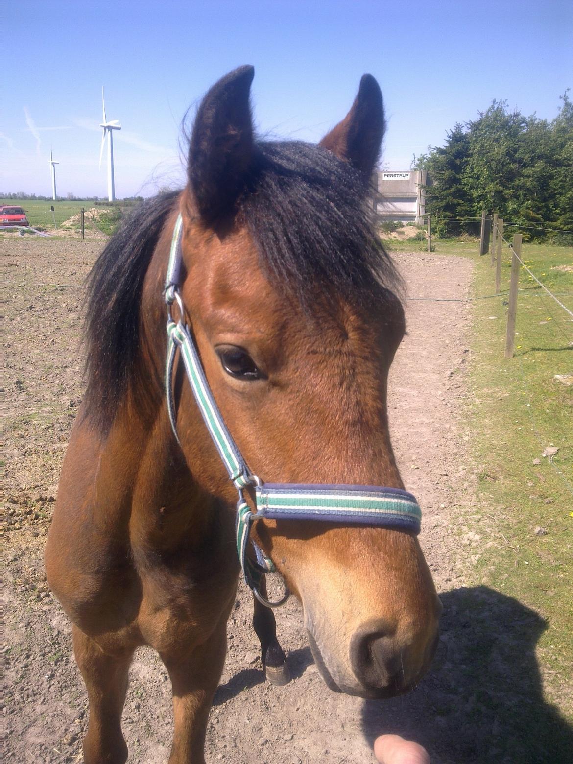 New Forest Roløkke Tuscan billede 1