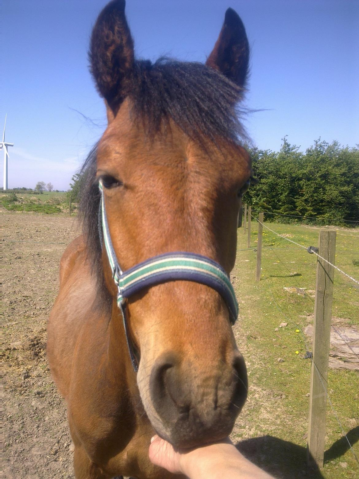 New Forest Roløkke Tuscan billede 3