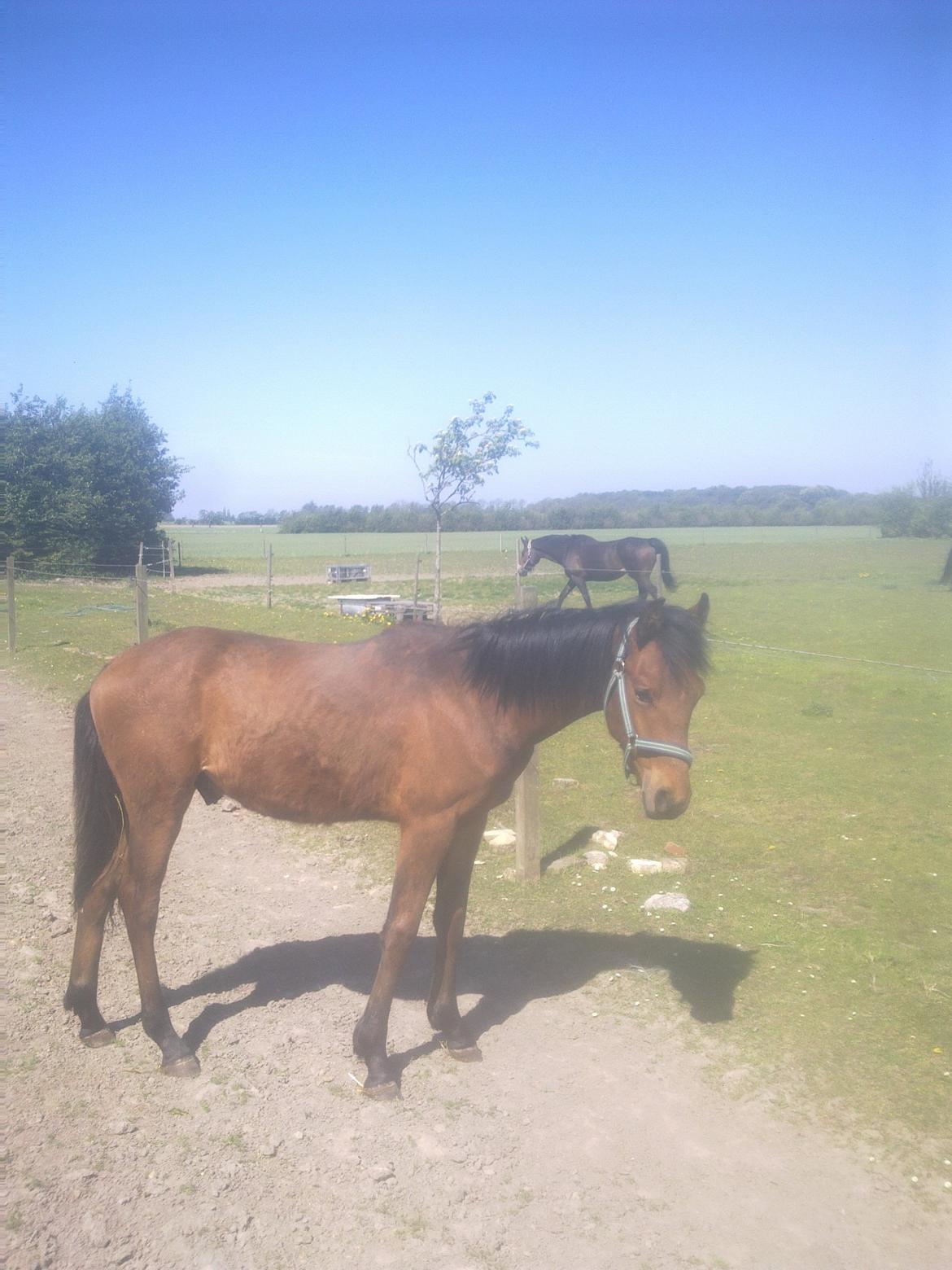 New Forest Roløkke Tuscan billede 4