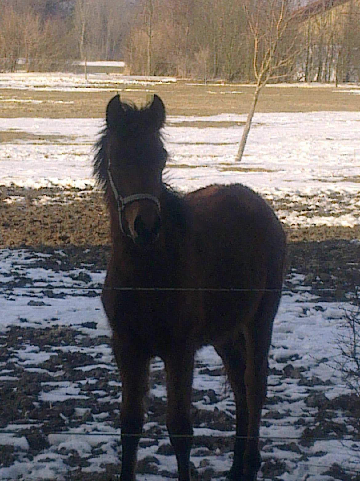 New Forest Roløkke Tuscan billede 5