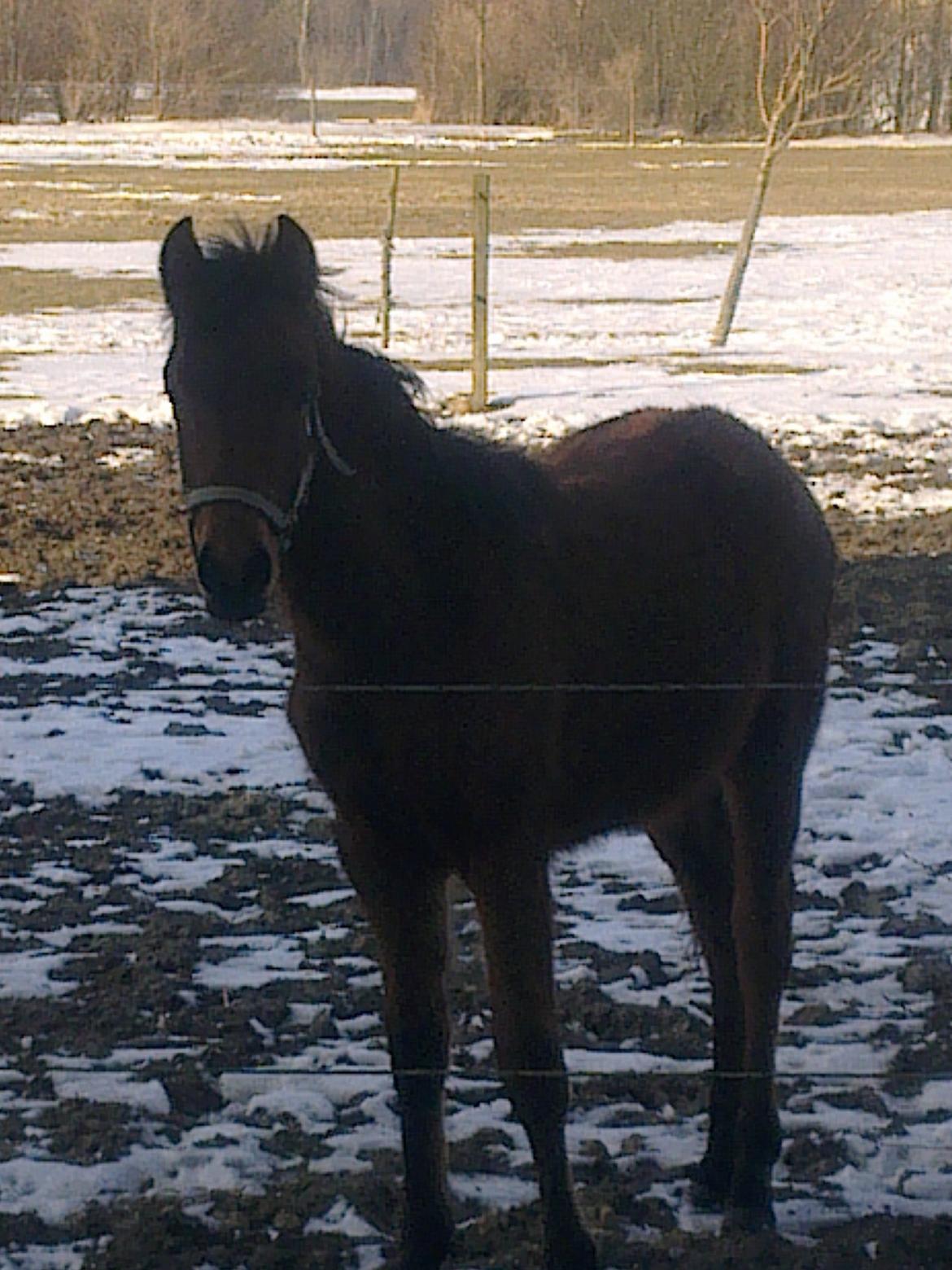 New Forest Roløkke Tuscan billede 6