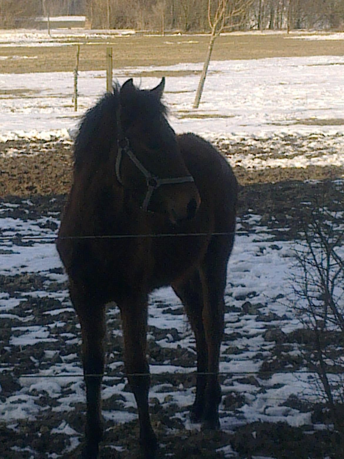 New Forest Roløkke Tuscan billede 7