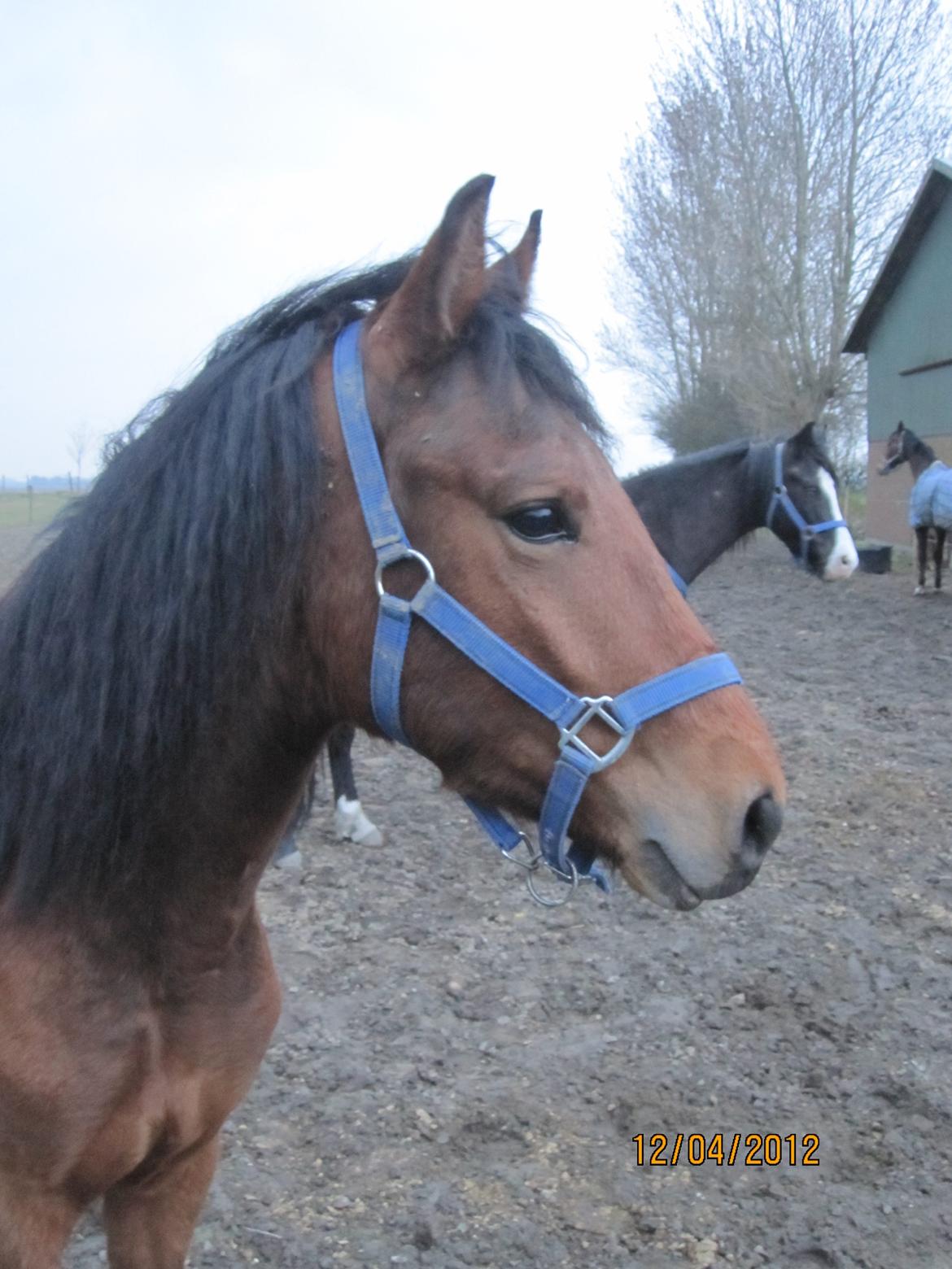 New Forest Roløkke Tuscan billede 8