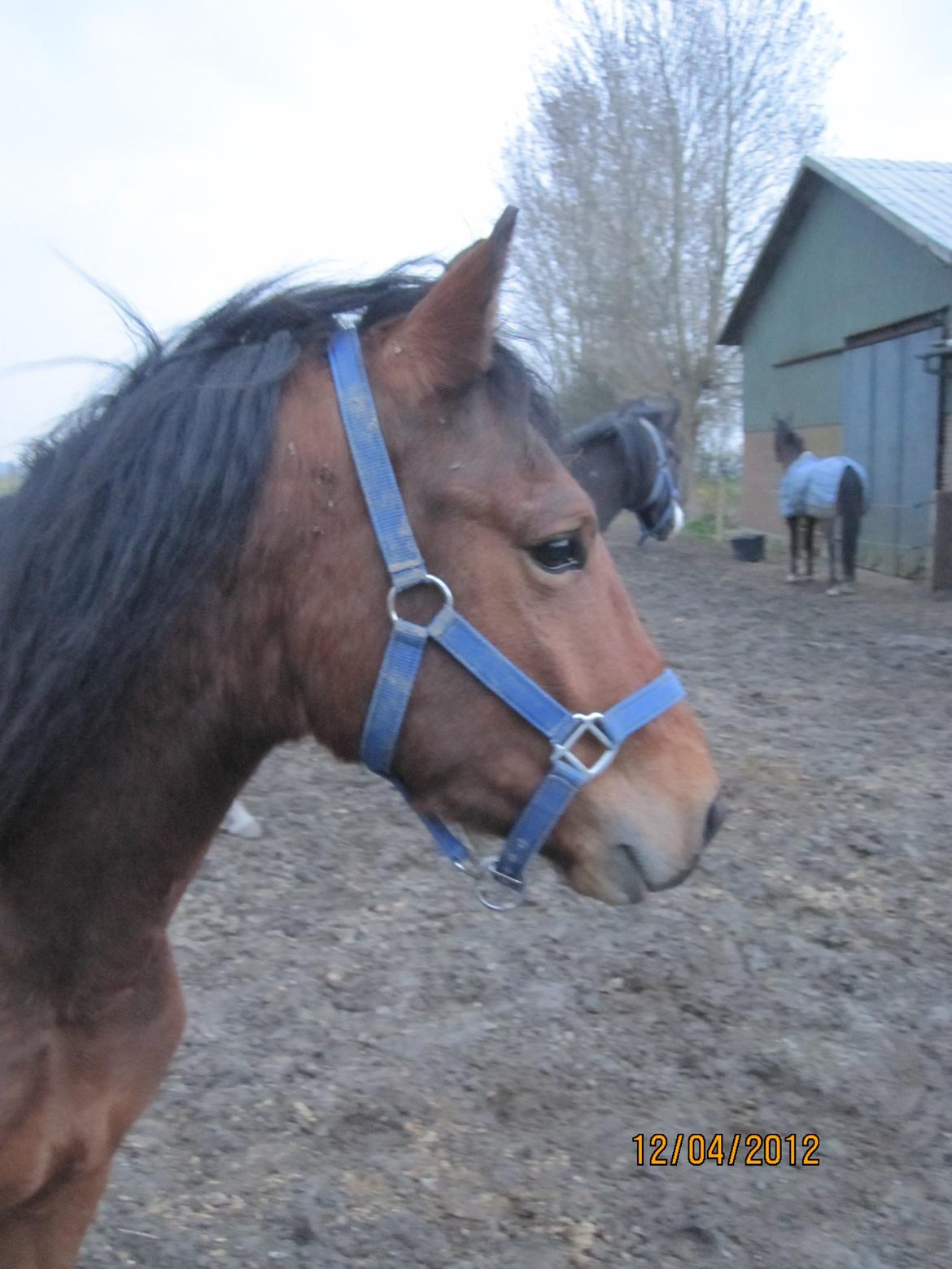 New Forest Roløkke Tuscan billede 9