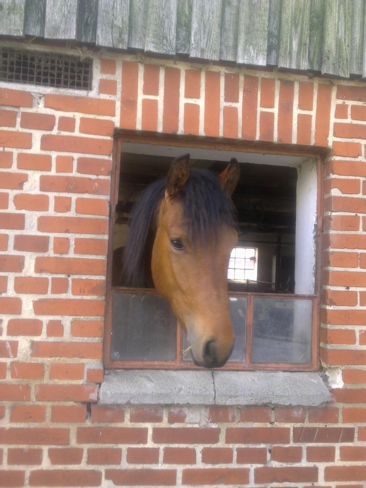 New Forest Roløkke Tuscan billede 10